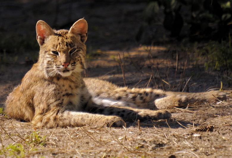 Free stock image of American Bobcat created by Donnie Shackleford
