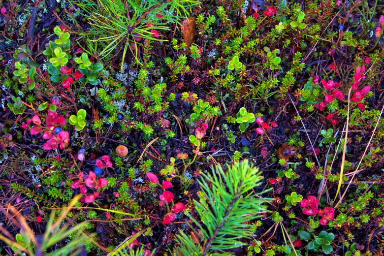Free stock image of Empetrum created by 2happy