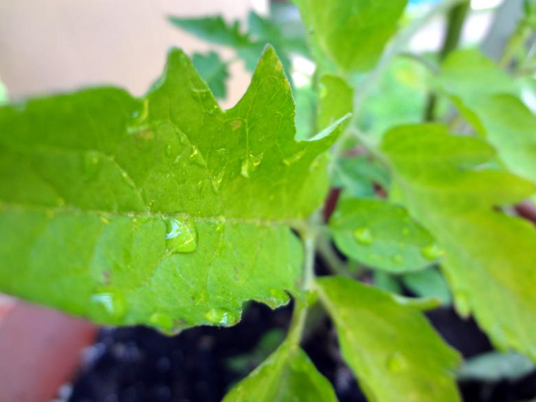 Free stock image of Raindrop leaf created by Erin Childs