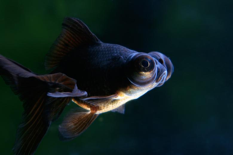 Free stock image of Fish created by 2happy