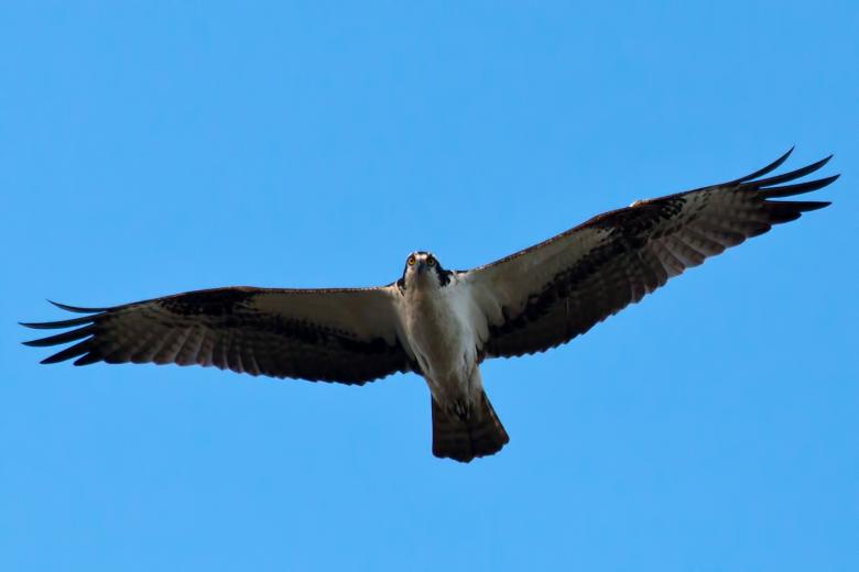 Free stock image of Osprey created by Geoffrey Whiteway