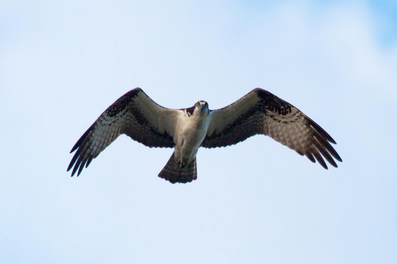 Free stock image of Osprey created by Geoffrey Whiteway