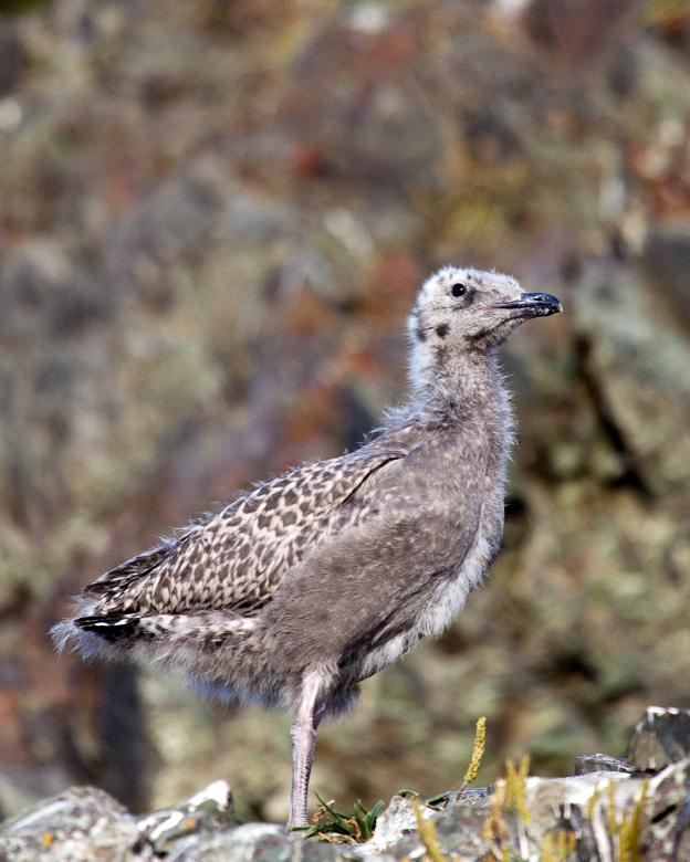Free stock image of Baby Gull created by Geoffrey Whiteway