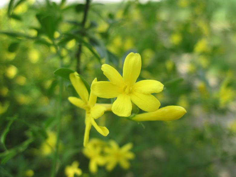 Free stock image of Yellow spring flower created by Boris Kyurkchiev