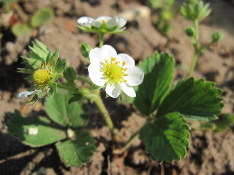 Free stock image of Strawberry plant created by Boris Kyurkchiev