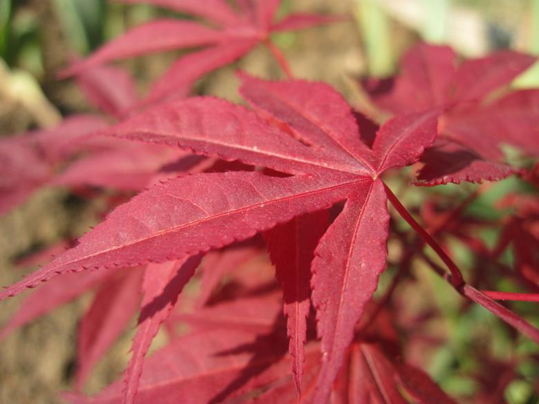 Free stock image of Red leafs created by Boris Kyurkchiev