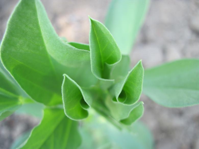 Free stock image of Green plant created by Boris Kyurkchiev