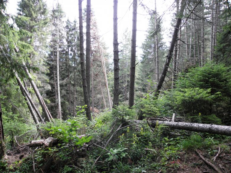 Free stock image of View of old spruce forest created by Yuliy Ganev