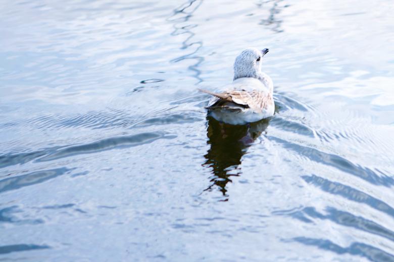 Free stock image of bird created by 2happy