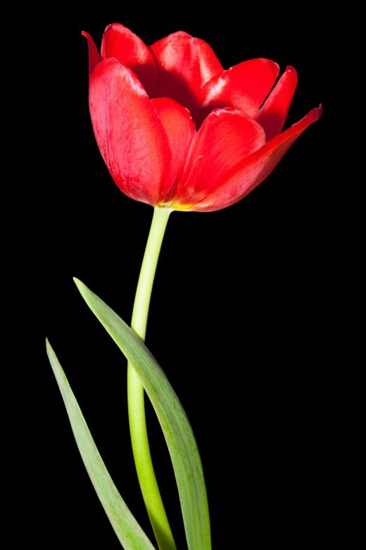 Free stock image of Red tulip created by 2happy