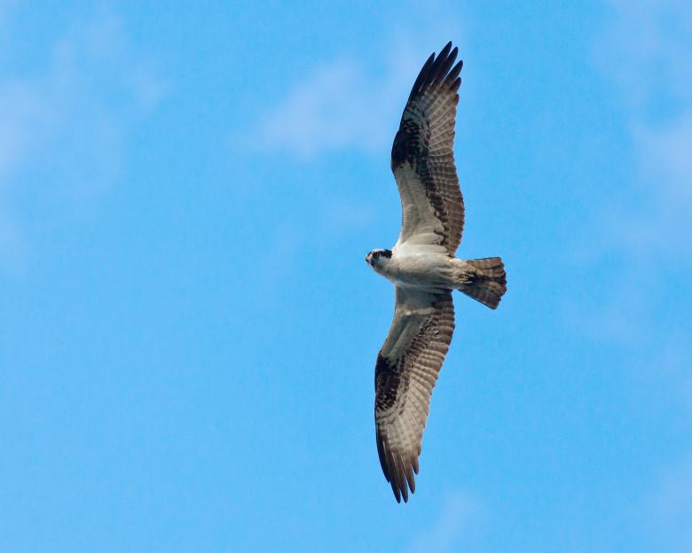 Free stock image of Osprey created by Geoffrey Whiteway
