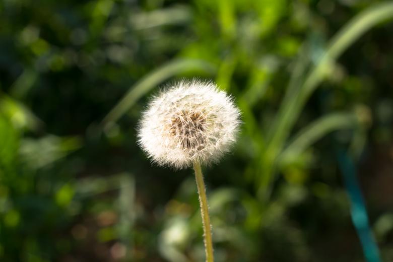 Free stock image of Blowball created by Alen