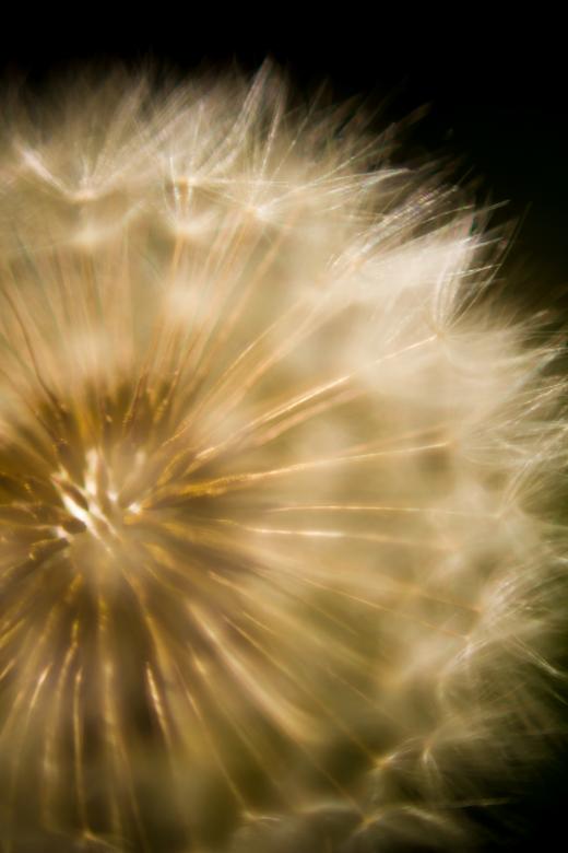 Free stock image of Blowball created by Alen