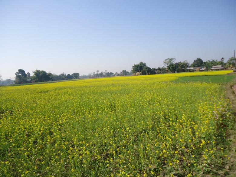 Free stock image of Mustard Field created by Madhu Badhu