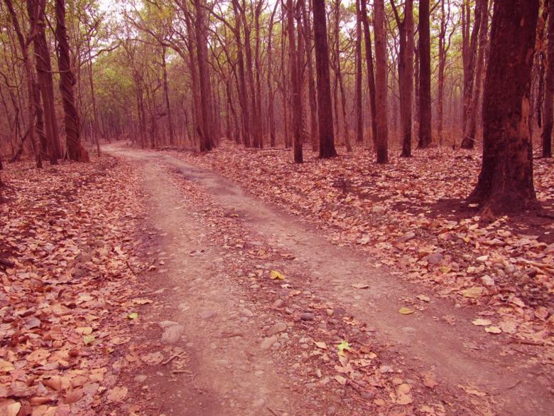 Free stock image of Jungle created by Madhu Badhu