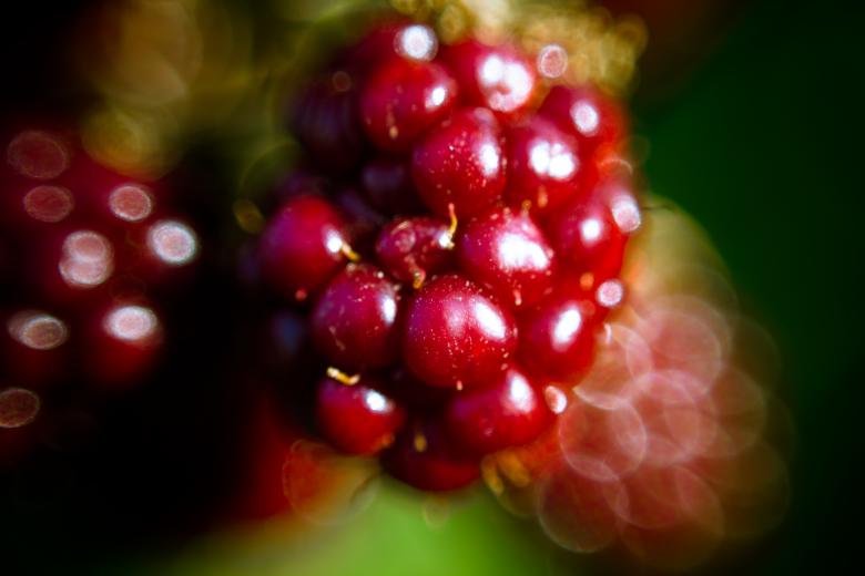 Free stock image of Blackberry macro created by Alen