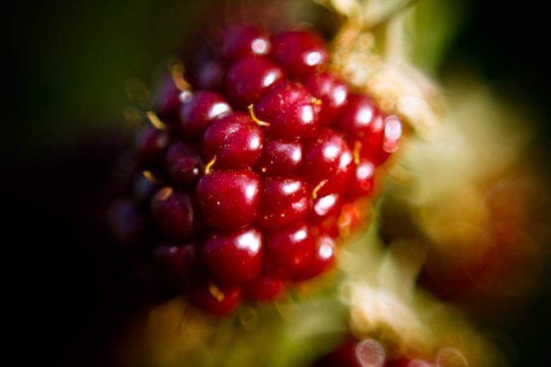 Free stock image of Blackberry macro created by Alen