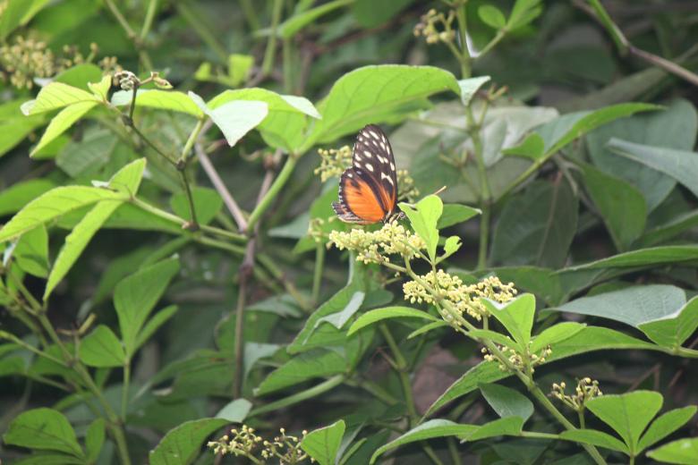 Free stock image of Butterfly in Tree created by Sue Osborn