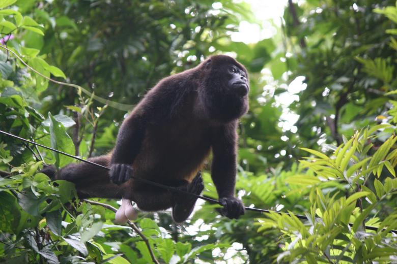 Free stock image of Costa Rica Monkey created by Sue Osborn