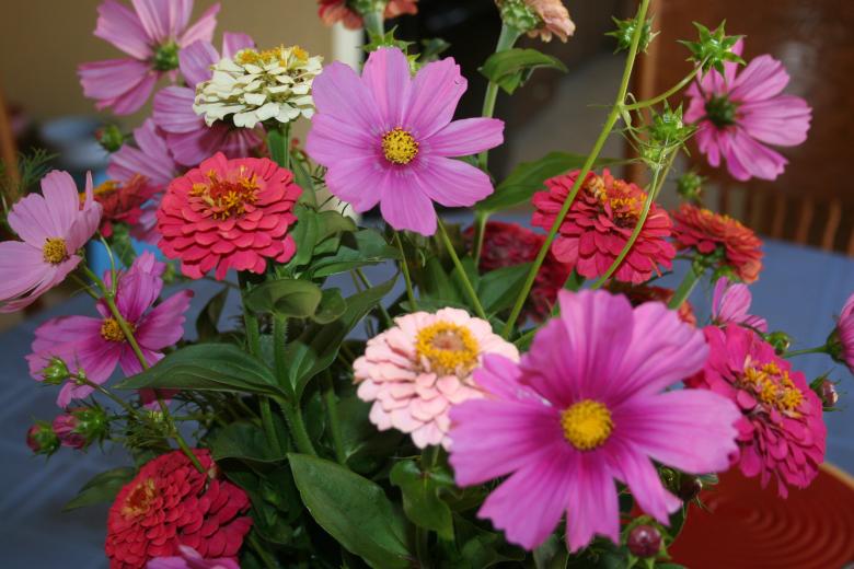 Free stock image of Zinnias and Cosmos created by Sue Osborn