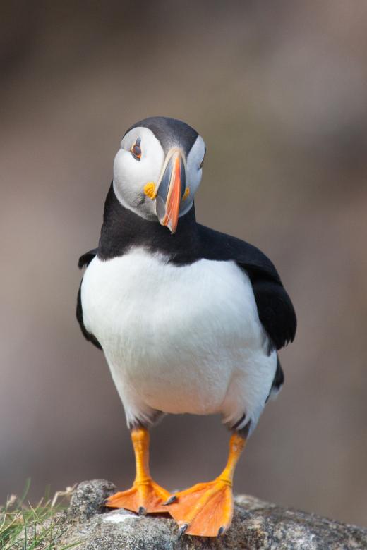 Free stock image of Puffin created by Geoffrey Whiteway