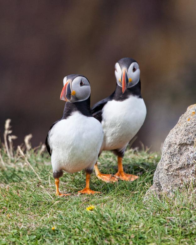Free stock image of Puffins created by Geoffrey Whiteway