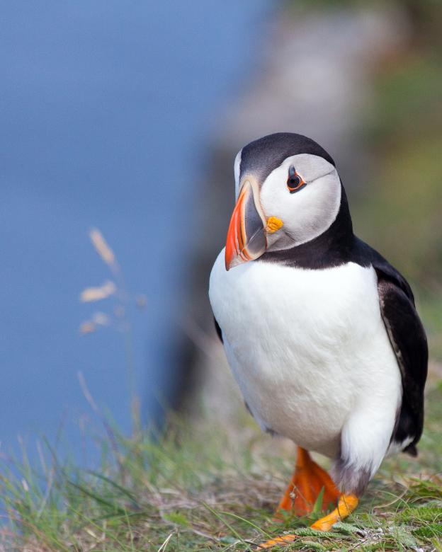 Free stock image of Puffin created by Geoffrey Whiteway