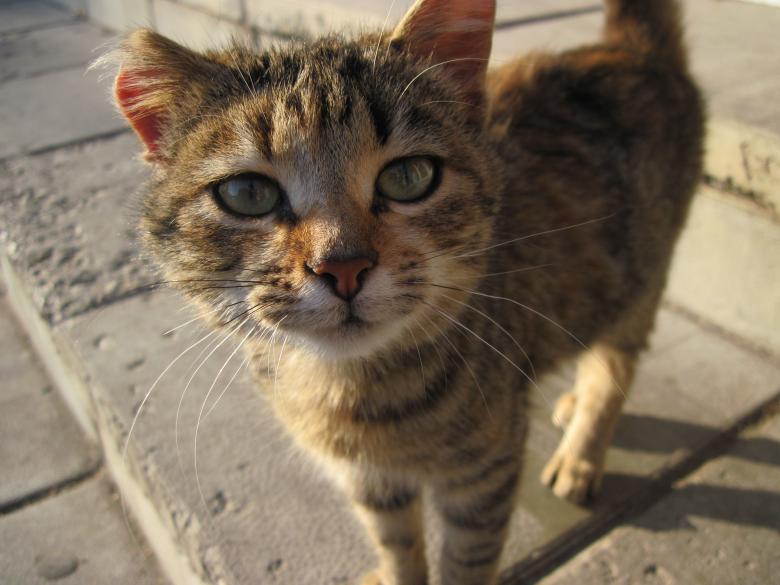 Free stock image of A curious cat created by Boris Kyurkchiev