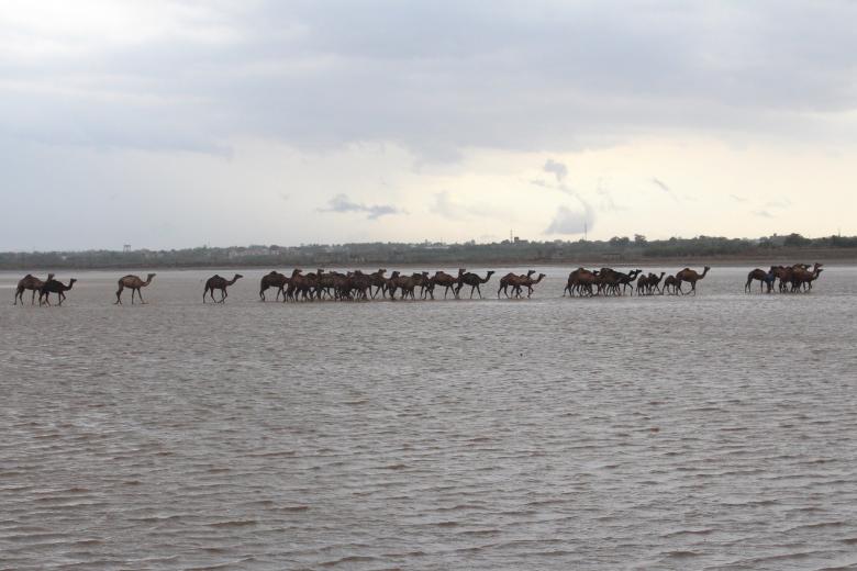 Free stock image of Camel Group created by Bhavyesh Acharya