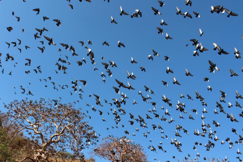 Free stock image of Flying Area created by Bhavyesh Acharya