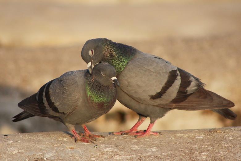 Free stock image of Love created by Bhavyesh Acharya