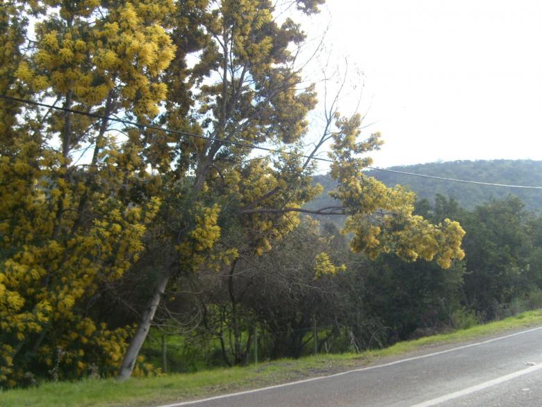 Free stock image of Nice trees in a country road created by natalia  huerta arias