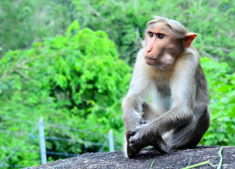 Free stock image of Monkey posing created by DEEPU DAS