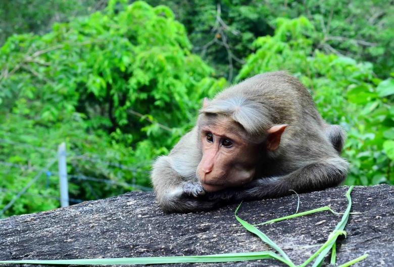 Free stock image of Monkey posing created by DEEPU DAS