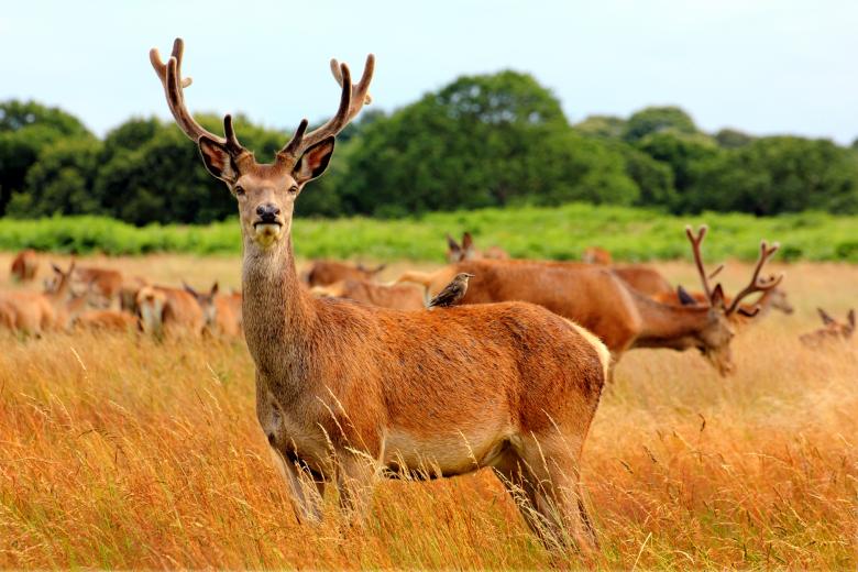 Free stock image of red deer created by paul clifton