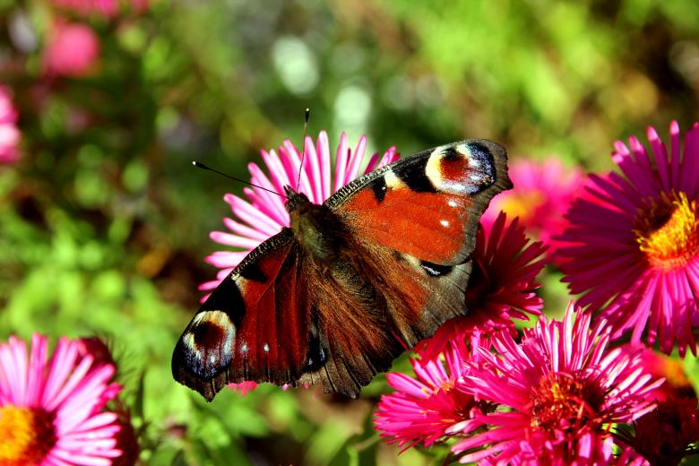 Free stock image of Peacock butterfly created by paul clifton
