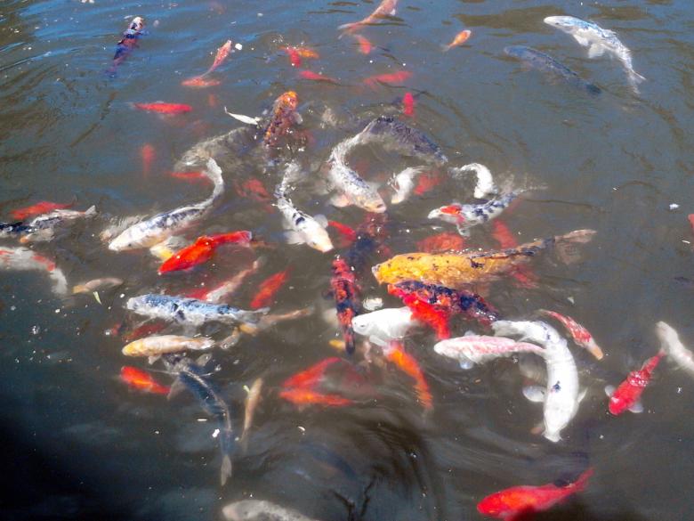 Free stock image of Feeding Koi created by Laura Dambite