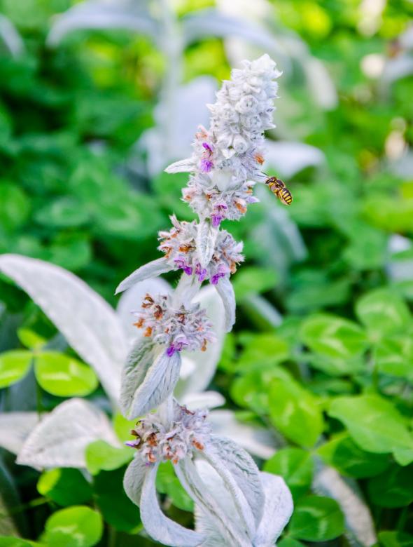 Free stock image of Working bee in colors created by Octavian