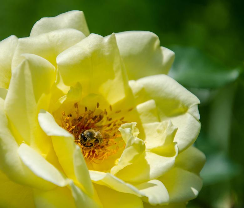 Free stock image of Yellow over yellow created by Octavian