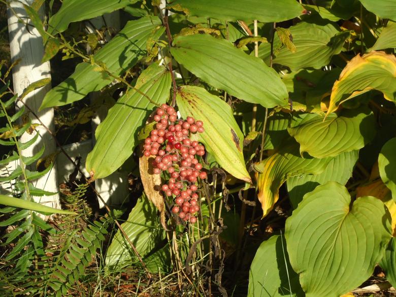 Free stock image of Berries on a plant created by Katharine Sparrow