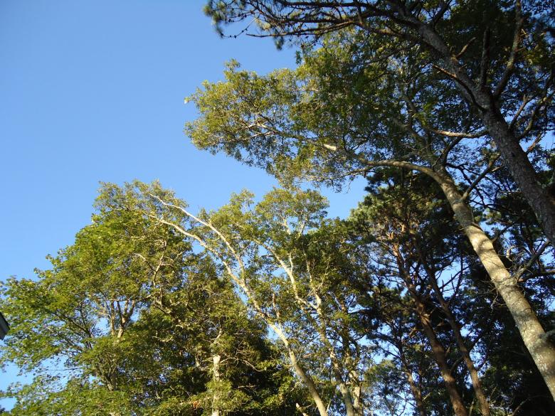 Free stock image of Tree Tops created by Katharine Sparrow