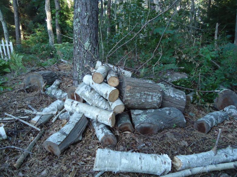 Free stock image of Wood Pile created by Katharine Sparrow