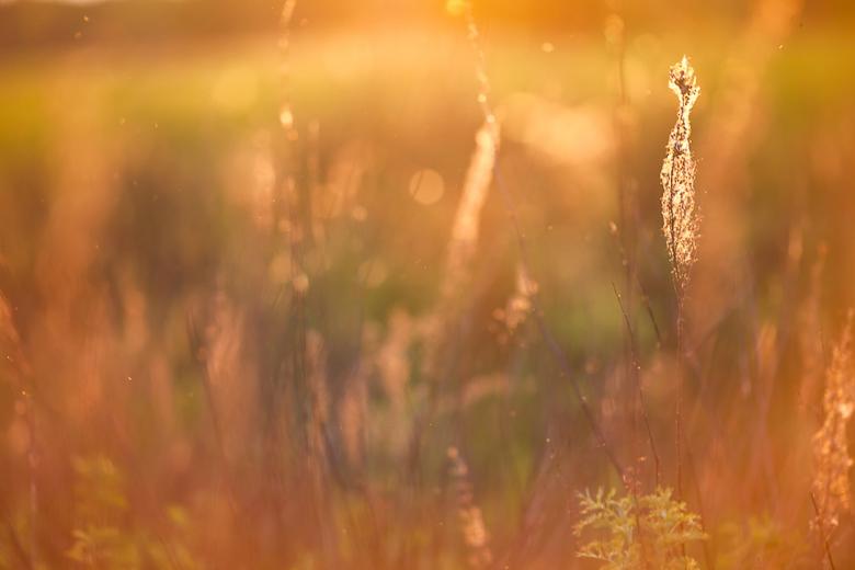 Free stock image of Sunshine field created by skydie