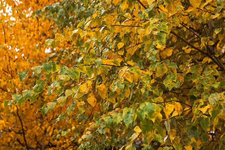 Free stock image of Autumn leaves created by skydie