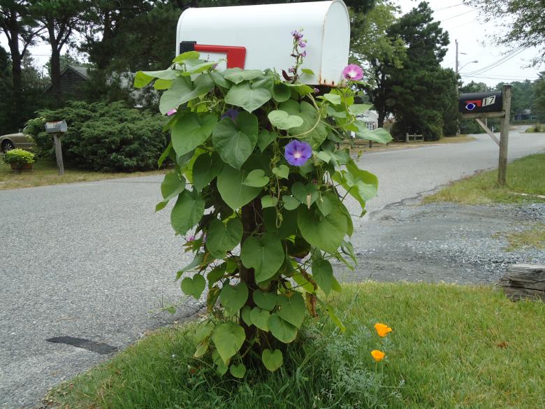 Free stock image of Mailbox with Vines Flowers created by Katharine Sparrow