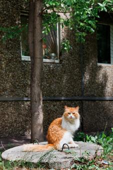 Cat - Free Stock Photo