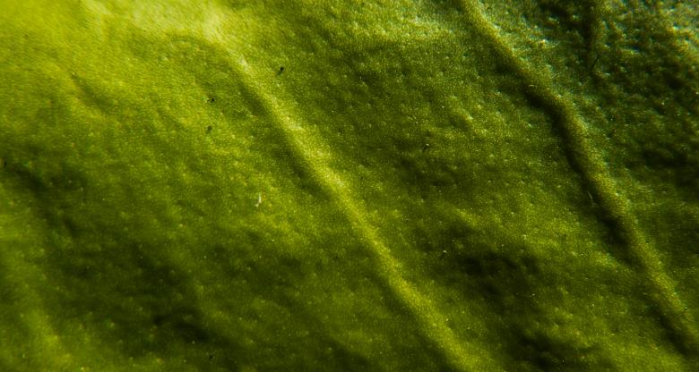 Free stock image of Plant texture created by Janis Urtans