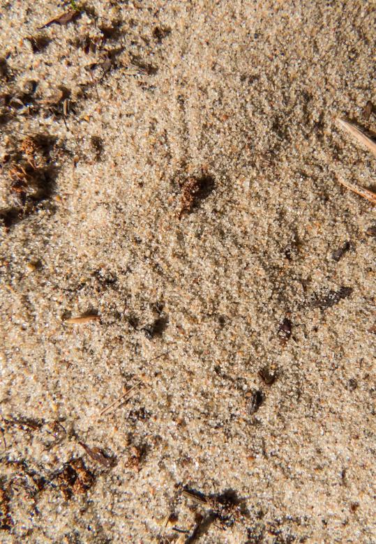 Free stock image of Sand texture created by Janis Urtans