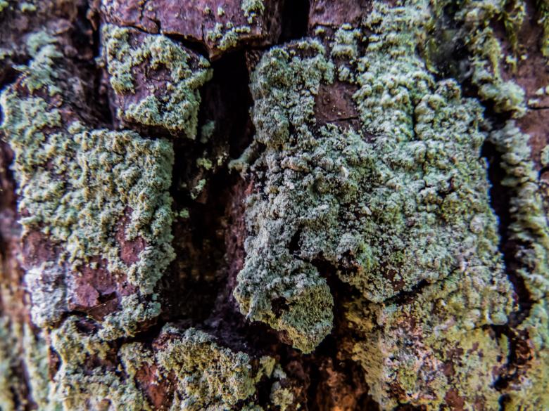 Free stock image of Pine tree texture created by Janis Urtans