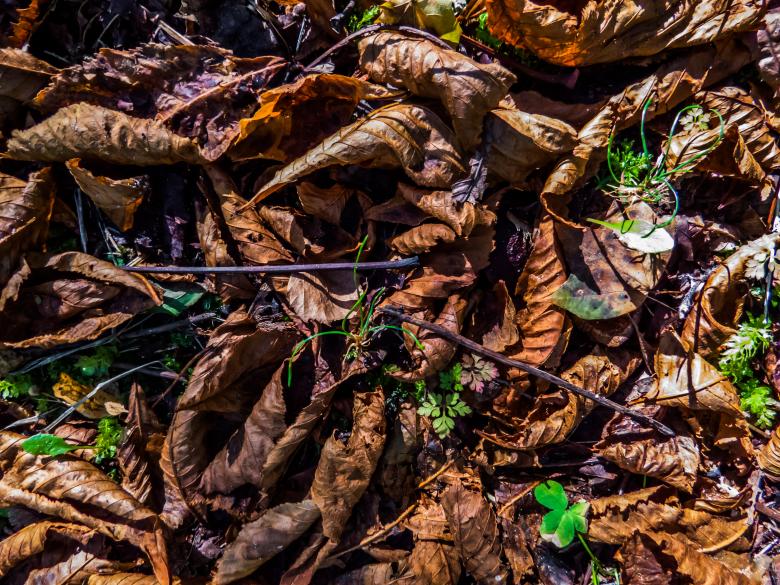 Free stock image of Leafy ground texture created by Janis Urtans